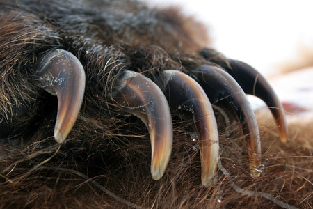 熊の足の爪ロシアのクマの爪カムチャツカヒグマの前足。クラウドファンデング限定！松本城御城印帳·ステッカー·缶バッチ。の写真